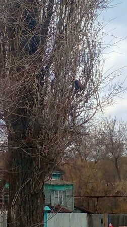 Кирпич на дереве прикинулся птичкой