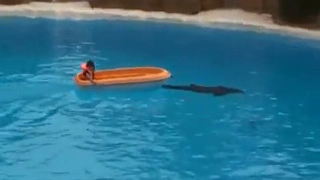 Dolphin dance show ( ft. saat samundar paar) смотреть онлайн