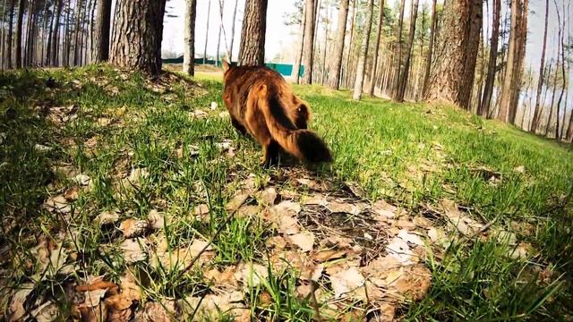 Парк "Раздолье"