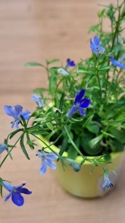Лобелия зацвела в апреле 🌸