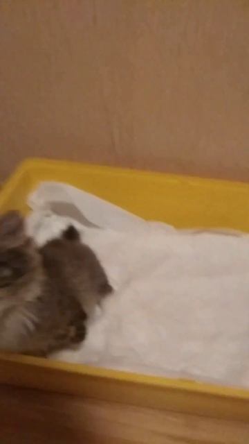 АПРЕЛЬ 2020, ГОЛОС НЕ ИЗМЕНИЛСЯ 🐱 смотреть онлайн