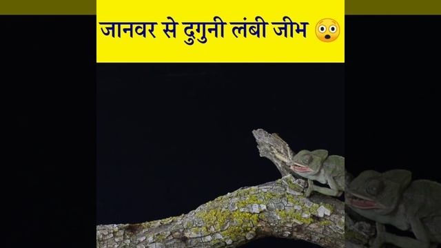 खतरनाक जानवर ( शिकार करता है अजीब तरीके से )😱 #shorts #shortsvedio #fact #amazingfact #animal смотреть онлайн