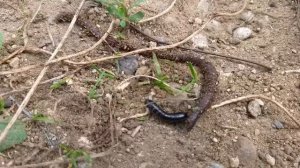 Бой Сколопендра против червя. СКОЛОПЕНДРА VS ЧЕРВЬ