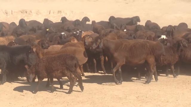 Южно Казахстанские овцы смотреть онлайн