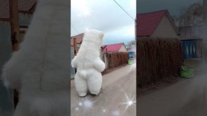 Поздравление от белого мишки в Оренбурге .mp4