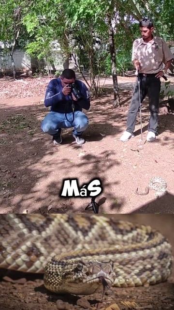 Rattlesnake Photoshoot #snake #wildlife #serpientes смотреть онлайн