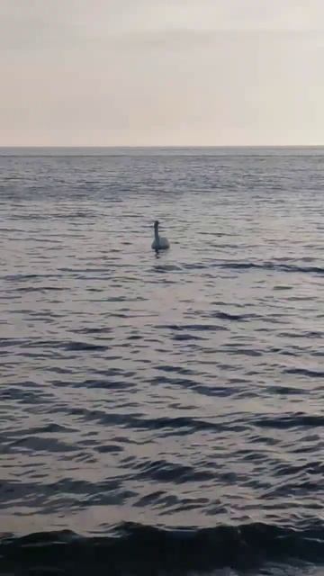 Лебедь в Чёрном море. Сегодня отправляла благодарность всему вокруг и получила #animal это Чудо! смотреть онлайн