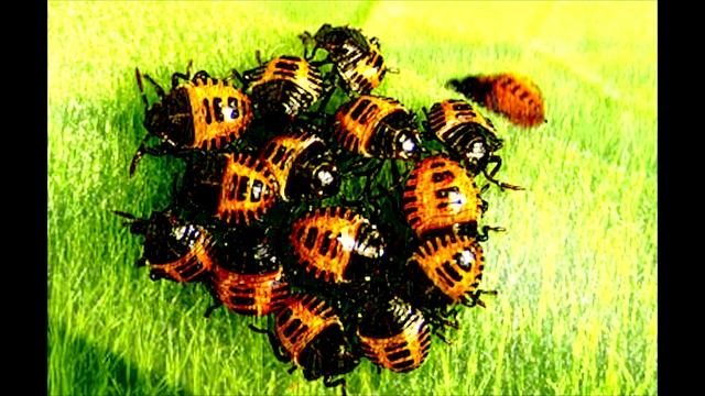#សត្វសង្កើចខ្មៅ###black bugs### Black bug - IRRI Rice Knowledge Bankknowledgebank.irri.org.