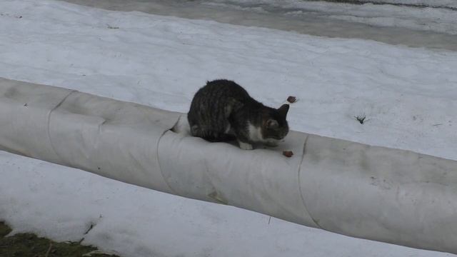 Котенок сидит на трубе и ест #60 #сиамскиекошки #ориентальныйкот #losanimals #домашниепитомцы #котэ