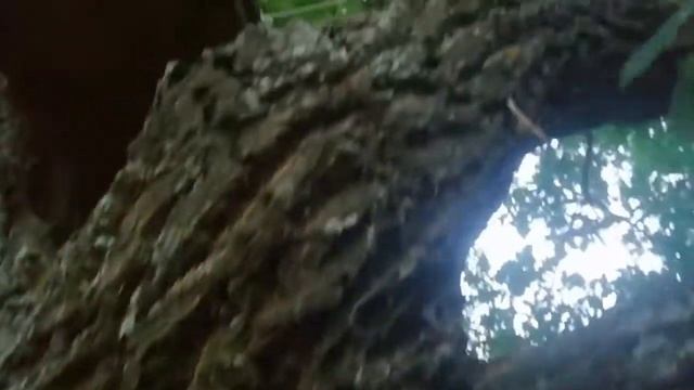 Юрич поймал рой