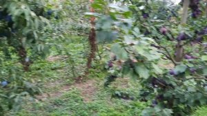 Слива Блю-фрі