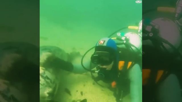 Котики в море🌊