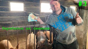 Косим бабки не свинине