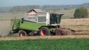 4 Комбайна на подборе валков рапса.