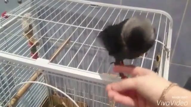 Ручная галка выполняет команды смотреть онлайн