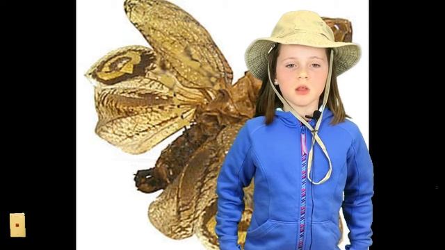 Peanut Headed Lantern Fly смотреть онлайн