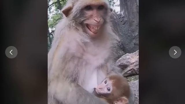смотрите на улыбку большой обезьяны