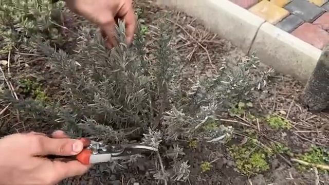 ОБРЕЗКА ЛАВАНДЫ ВЕСНОЙ