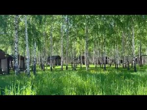 Березовая1