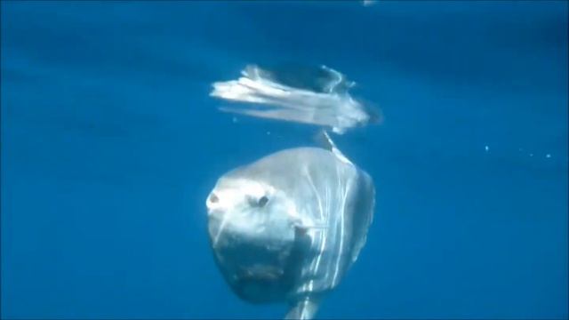 Sunfish Ireland смотреть онлайн