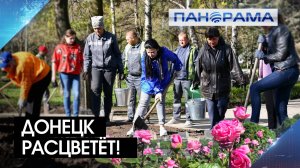 Вместо снарядов и мин — розы! Петровский район Донецка украсят 400 кустов и зеленых насаждений