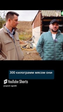 Не вижу смысла дольше кормить скот.