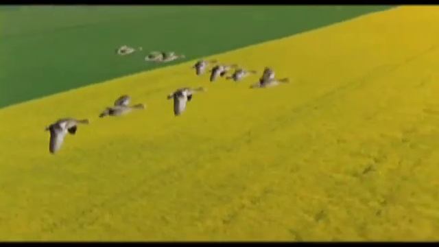 Dj FloW-Птицей в небо смотреть онлайн