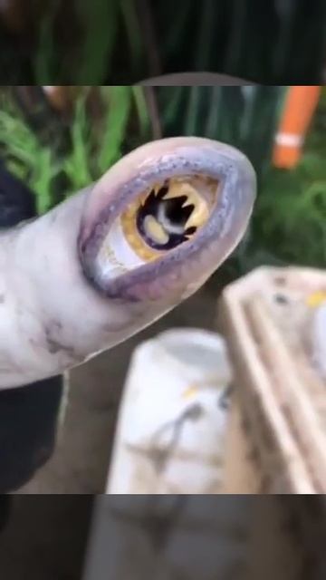 Семидырка. Камчатка смотреть онлайн