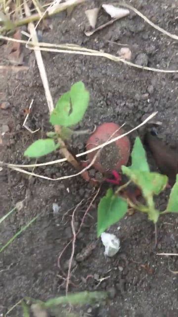 #shorts Kumuha ako ng camote SWEET POTATO para e mix sa luluting RICE|living in reality HARVESTING смотреть онлайн