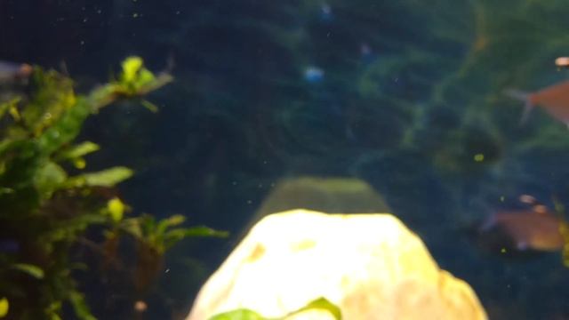 Bleeding Heart Tetras смотреть онлайн