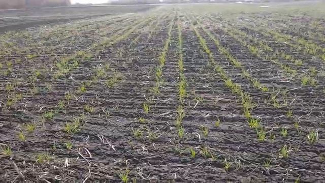 Выращивание чеснока .Интересное продолжается. смотреть онлайн