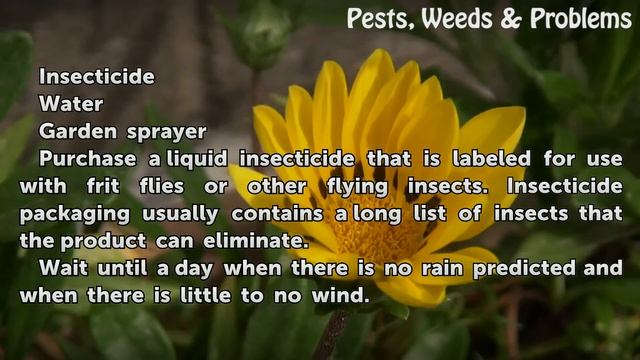 How to Get Rid of Small Flying Insects in the Lawn смотреть онлайн