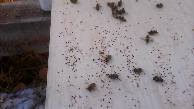 результат предварительной обработки бипином смотреть онлайн