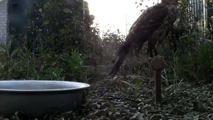 Ястреб-тетеревятник! крик Ястреба.искупался чуток!