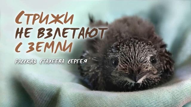 "Стрижи не взлетают с земли" Аудио рассказ Стахеева Сергея смотреть онлайн