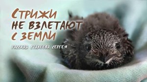 "Стрижи не взлетают с земли" Аудио рассказ Стахеева Сергея