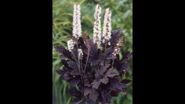 #Цимицифуга #Cimicifuga Garden flowers220 Декоративные растения