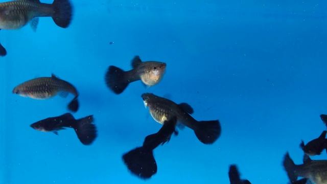 Чёрный монах смотреть онлайн