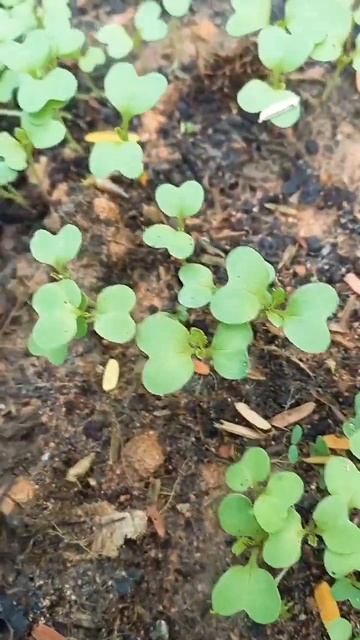 Rau cải xanh trồng năm ngày #triệuvlog # смотреть онлайн