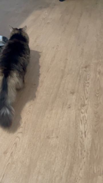 Please help, 2 year old cat’s unnatural behaviour