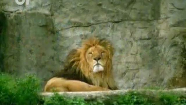 Leu Urania 06 - 13 Nov смотреть онлайн