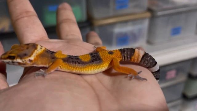 Electric Tangerine Baby смотреть онлайн