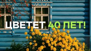 Десятилетиями Без Пересадок! Просто Посмотрите Какие Это Цветы И Кустарники