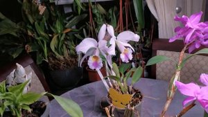 Chysis limminghei, Cattleya gaskelliana coerulea, Cattleya skinneri