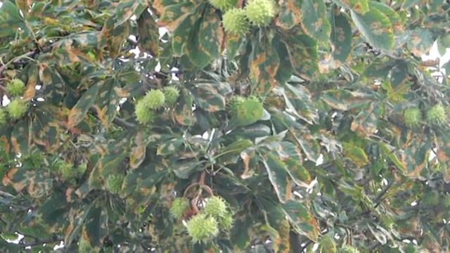 футаж =каштаны= смотреть онлайн