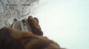 Охота на зайца.  ТОЗ -120 снова выручил.