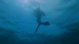 Orca: The Killer Whale (1977) Great White Shark