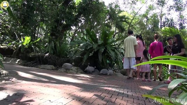 Азия.350.World's Largest Free-flight Walk-in Aviary. смотреть онлайн