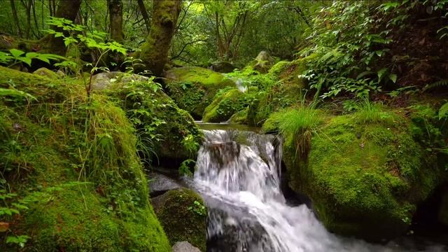 Шум ручья, шум воды в лесу смотреть онлайн