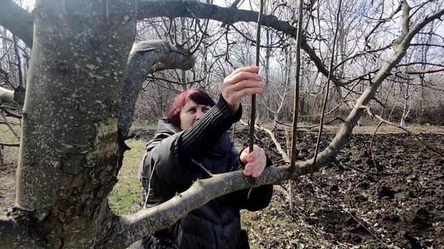🌿✂️Срезаем Черенки рано весной для прививки